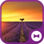 lavender field in provence android application logo